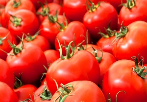 خرید توافقی ۶۰۰ تن گوجه از کشاورزان تاکستانی