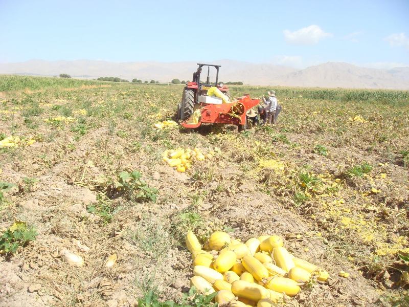 دشت بکان قطب تولید کدو آجیلی در اقلید