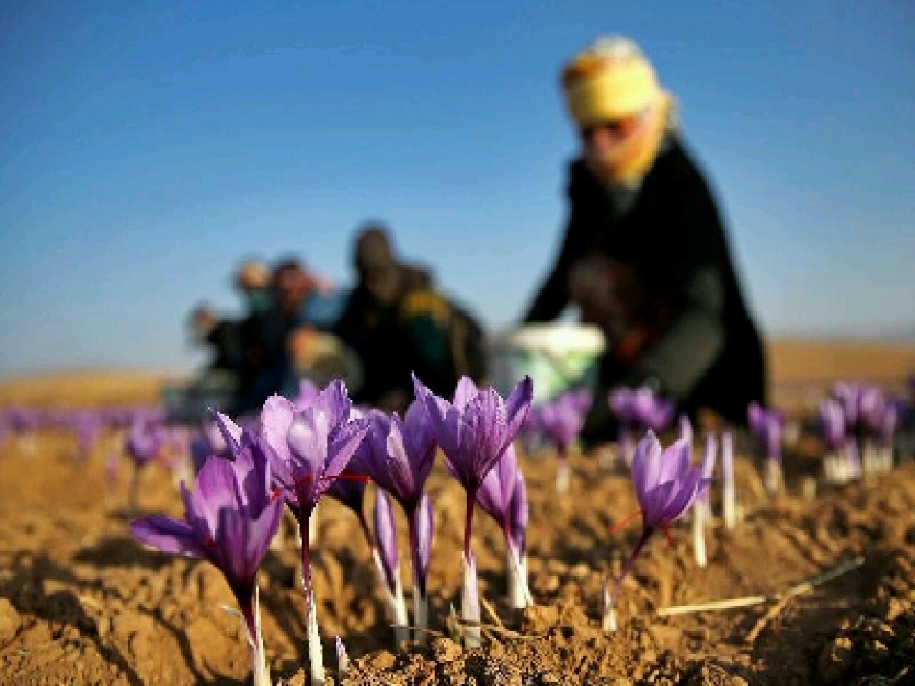 افزایش سطح كشت زعفران در تايباد