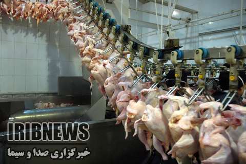 اجرای طرح ارتقای کیفیت بهداشتی گوشت مرغ در زنجان