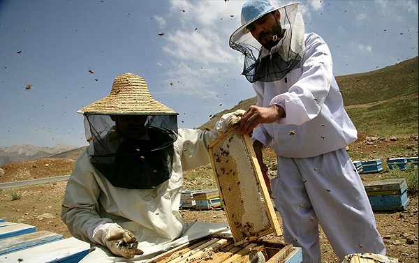 تولید ۲۰۰ تن عسل در گچساران / آغاز سر شماری کلنی های زنبور عسل