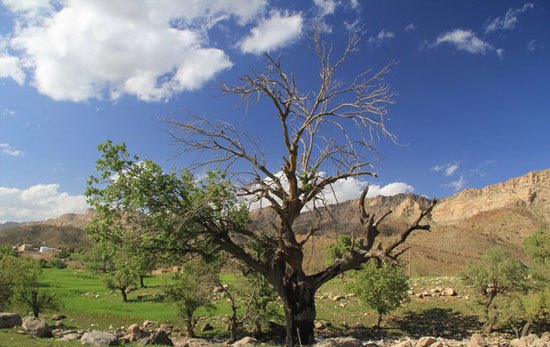 بلوط‌های خشک فارس همچنان ردیابی می‌شود