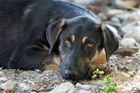 بهره برداری از پناهگاه سگ‌های بلاصاحب تا دو ماه آینده  