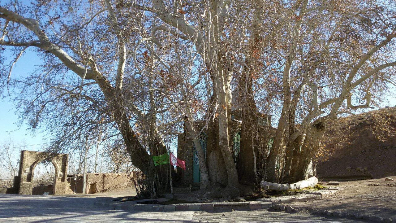 ثبت ملی درخت چنار ارمیان میامی