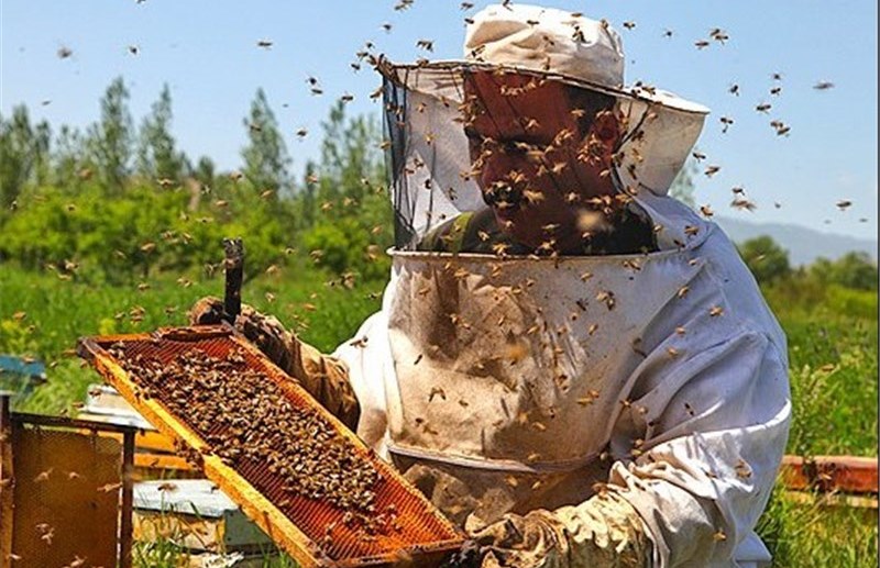 تولید 11 هزار تن عسل در کندوهای زنبورداران خوی
