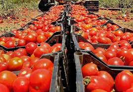 خرید بیش از 30هزار تن گوجه فرنگی در خراسان رضوی