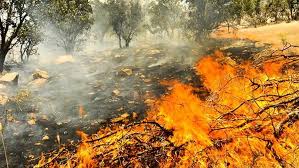 آتش سوزی گسترده در مراتع مشجر