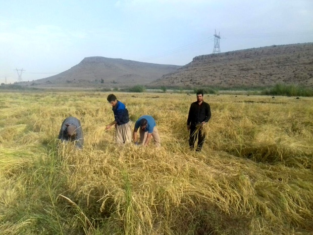 آغاز برداشت برنج در گیلانغرب
