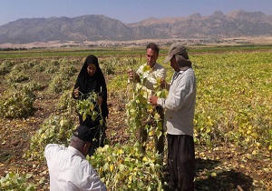 رکوردشکنی تولید لوبیا چیتی در یک مزرعه