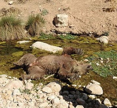 مرگ یک قلاده خرس قهوه ای دیگر رقم خورد