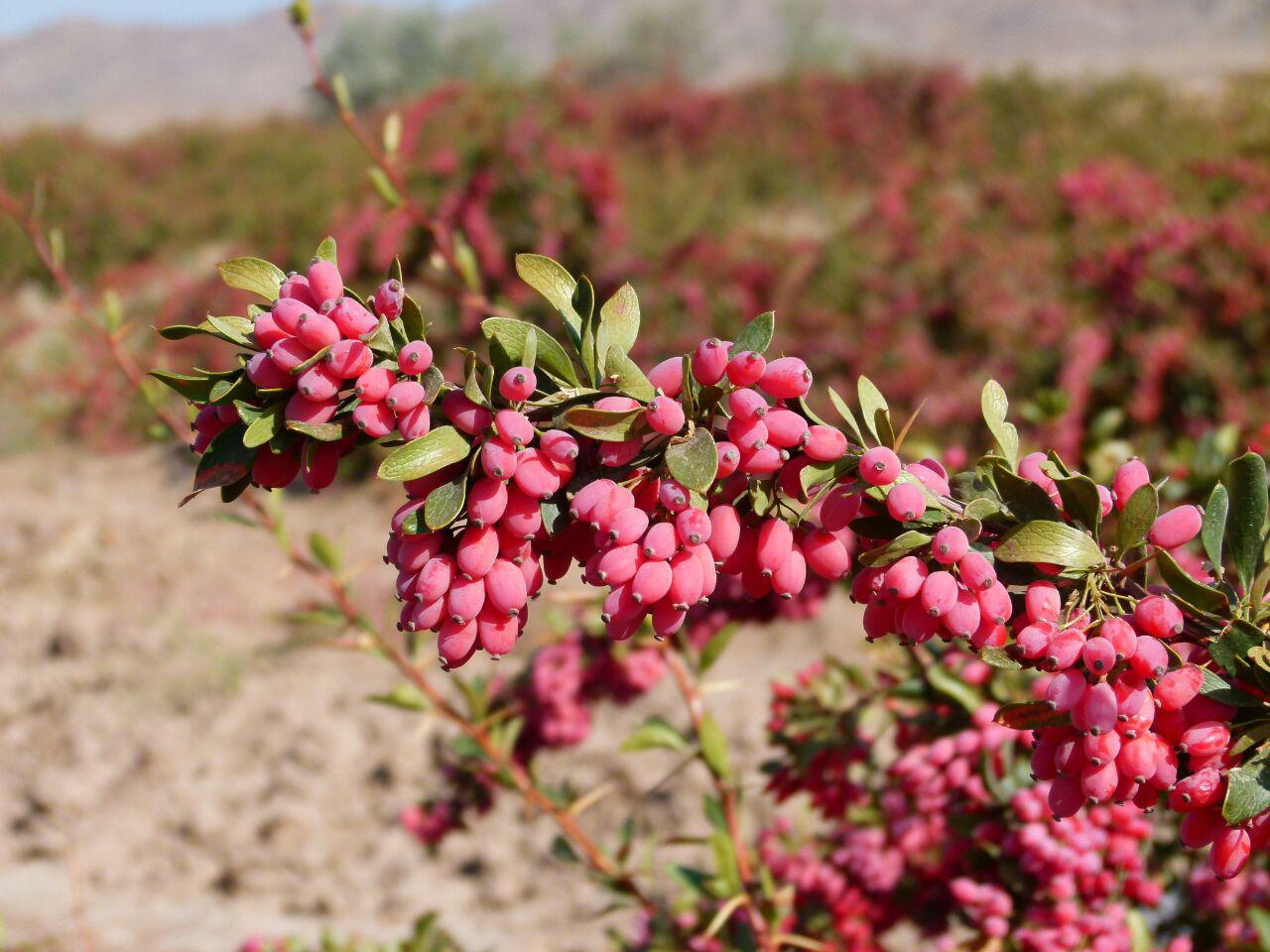 خسارت 83 میلیارد ریالی سرمازدگی به باغات زرشک