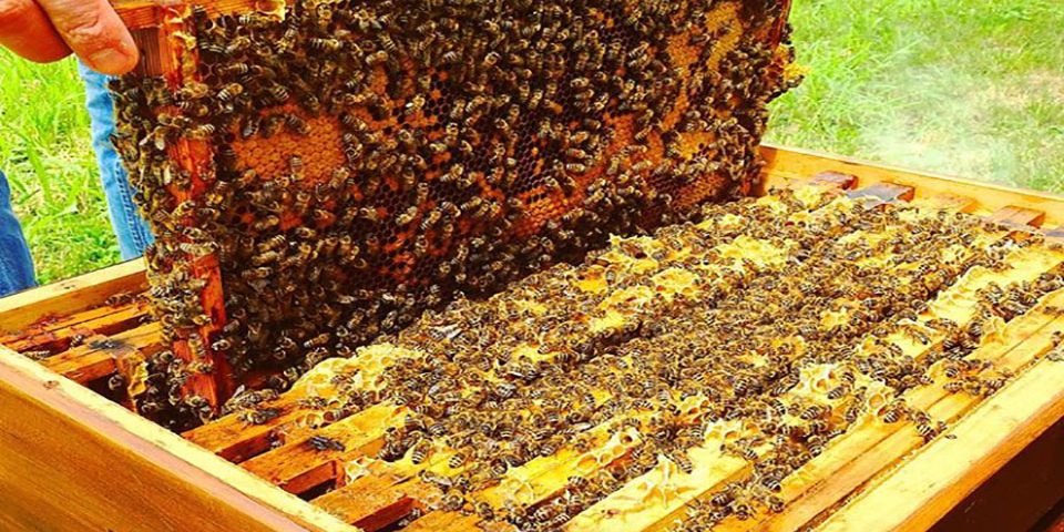 عزم جذم گلستان برای افزایش تولید عسل
