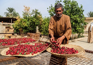 برداشت چای قرمز