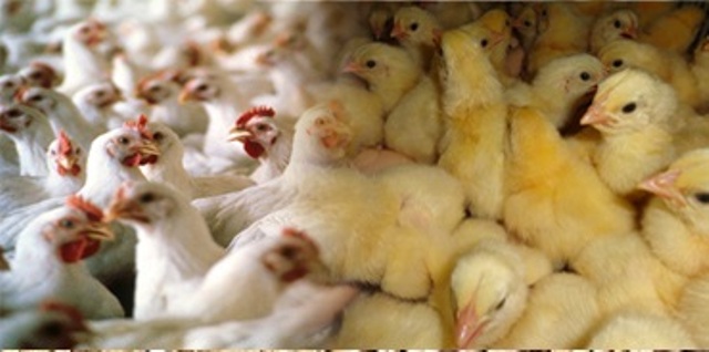 تولید ۱۲۶ هزار تن گوشت مرغ در مازندران