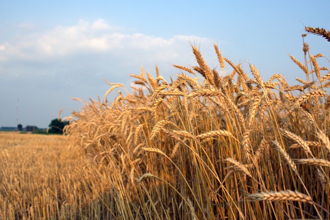 قیمت بذور گواهی شده گندم دیم و آبی کاهش یافت