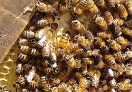 مهاجرت دو هزار زنبوردار از اصفهان به مناطق جنوب کشور