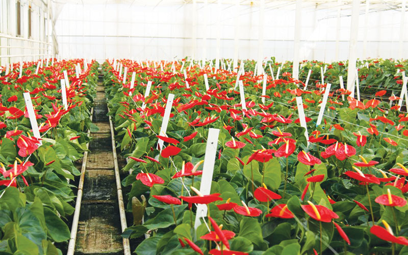 رشد 20 درصدی تولید گل در خمین