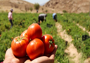 واریز بخشی از طلب گوجه کاران از امروز