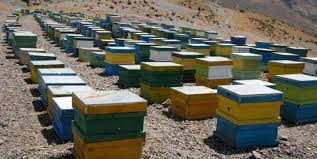 سرشماری زنبورستانهای شهرستان درمیان