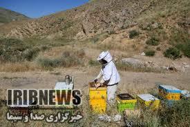 آغاز طرح سرشماری کُلُنی‌های زنبورعسل در مهاباد