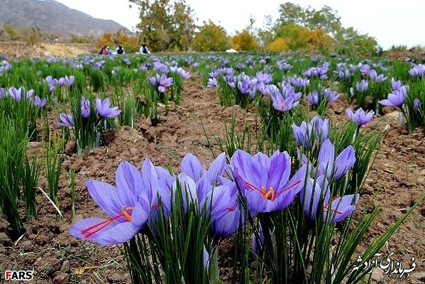 استقبال از کشت زعفران در آزادشهر