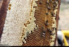 تولید 725تن عسل توسط زنبوردارن شمال آذربایجان غربی