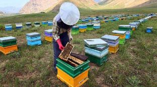 توصیه جهاد کشاورزی به زنبورداران