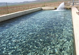 تولید بیش از ۲ هزار تن ماهی در استان قزوین