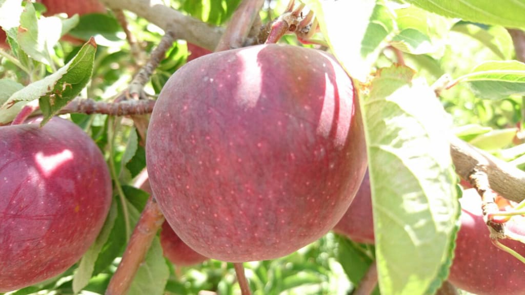 آغاز برداشت سیب درختی از باغ‌های شمال فارس