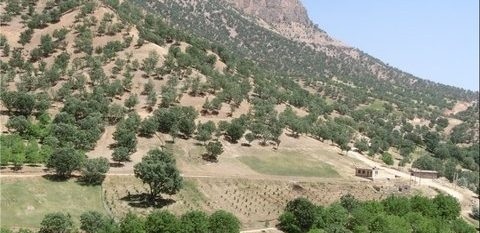 توسعه ۴۴۲ هکتاری جنگل‌های استان همدان