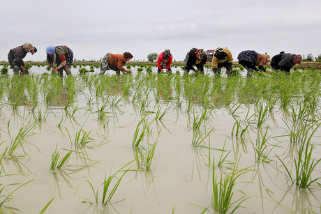 پایان برداشت برنج در استان