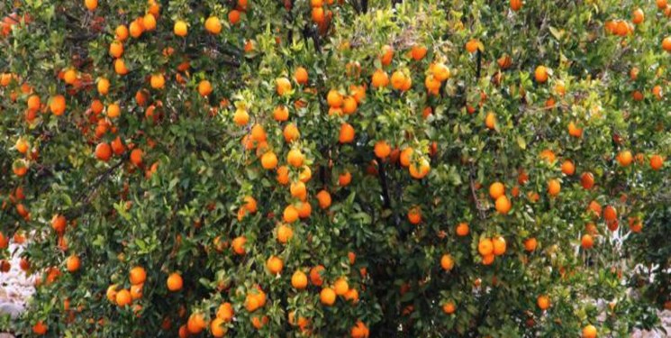 فارس در رتبه دوم تولید نارنگی کشور