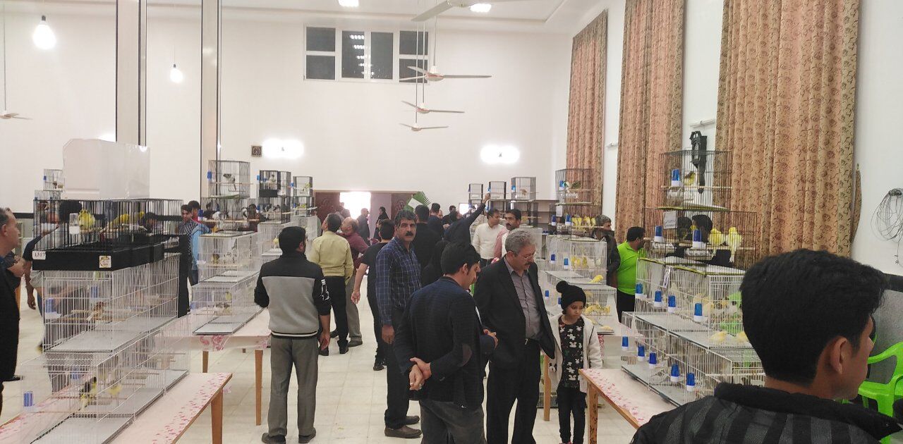 نمایشگاه پرندگان زینتی در گناباد برپا شد