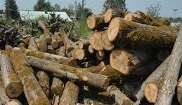 کشف ۳ تن چوب جنگلی قاچاق در ساری