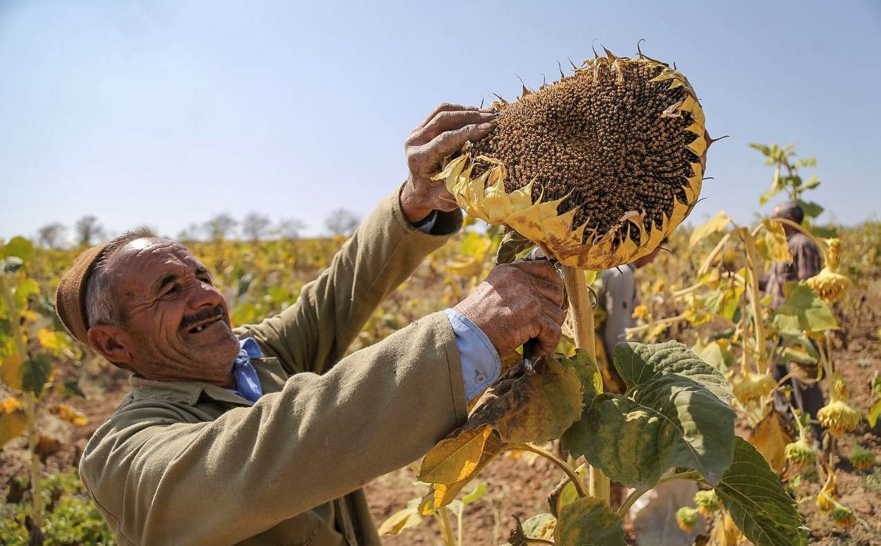 آغاز خرید مباشرتی آفتابگردان کالپوش