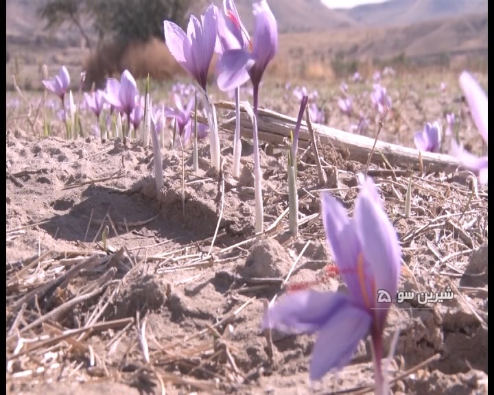 آغاز برداشت زعفران در بخش شیرین سو