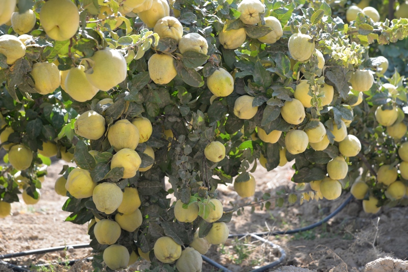 برداشت بِه در مشکان