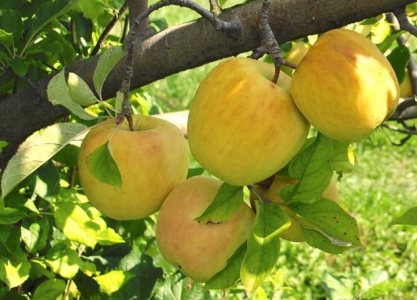 برداشت سیب از باغ‌های شمال فارس