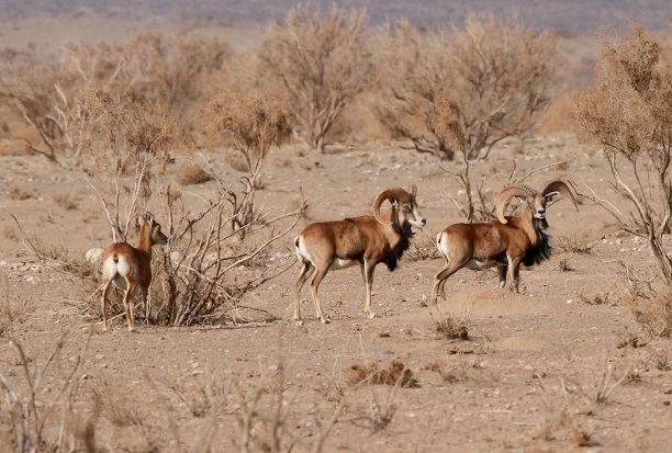 آغاز سرشماری پاییزه پستانداران خراسان جنوبی