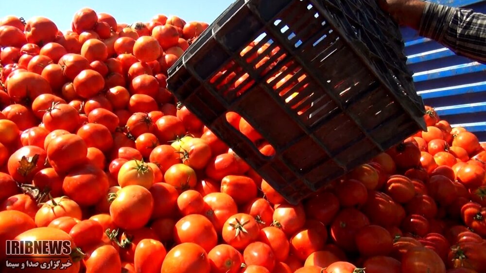 خرید حمایتی ۲۴ هزار تن گوجه‌فرنگی در کردستان