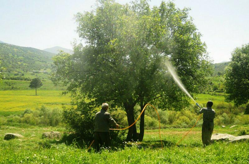 مبارزه با آفات و بیماری‌های جنگلی در پاسارگاد