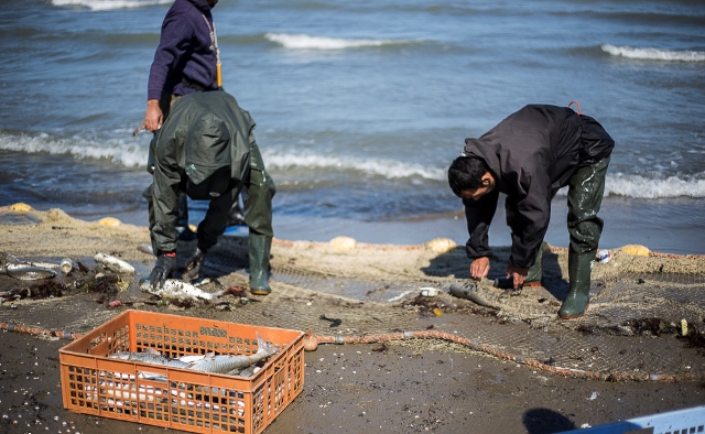 صید ۴۵۰ تن انواع ماهیان استخوانی در مازندران