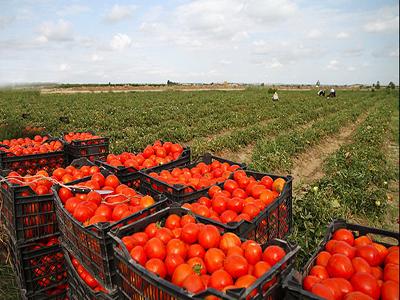 سال زراعی گوجه کاران پرمحصول اما کم رونق