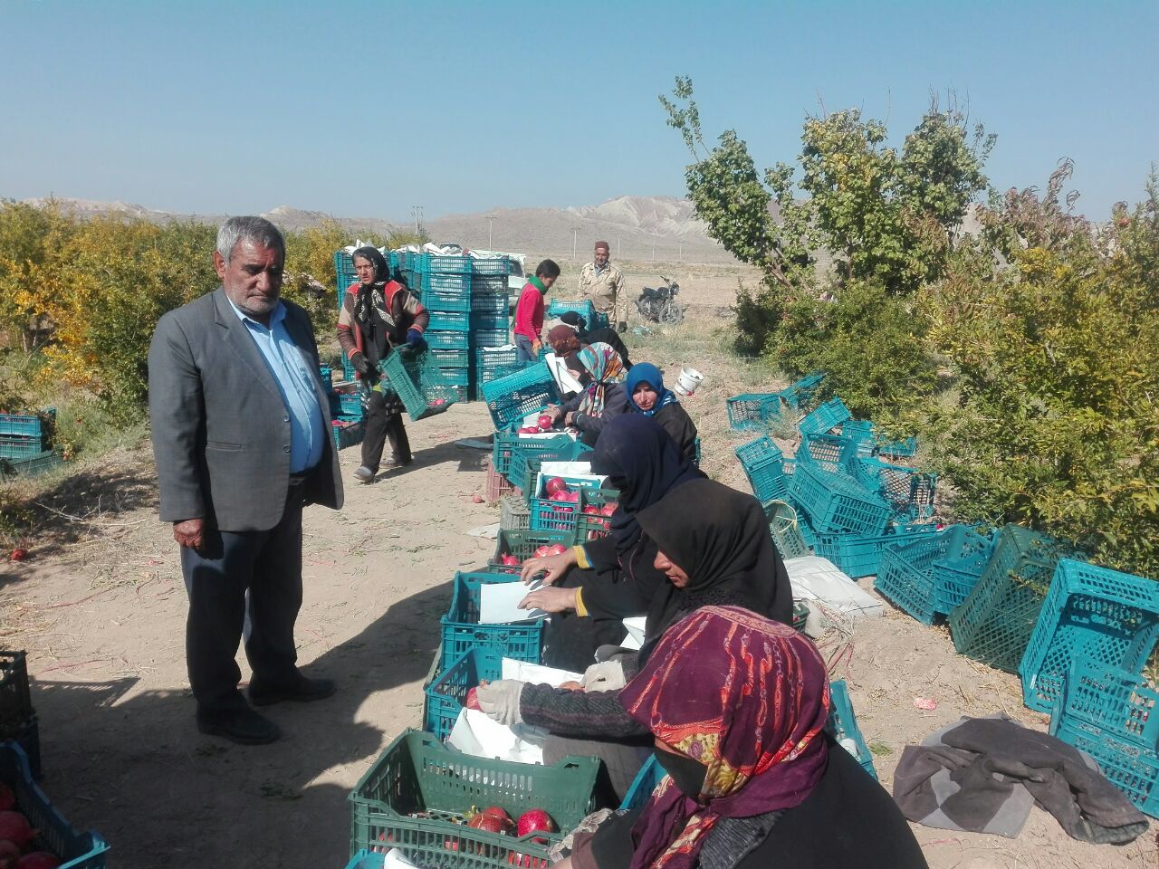 انارکار بردسکنی؛ تولید کننده برتر در کشور شناخته شد