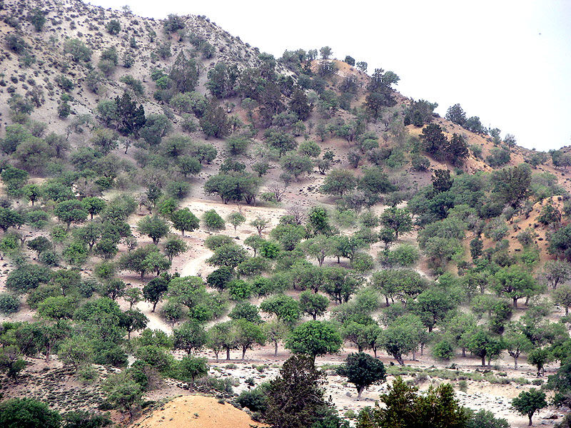 پاکسازی23 هزار درخت بنه  از آفت تشی در کرمان