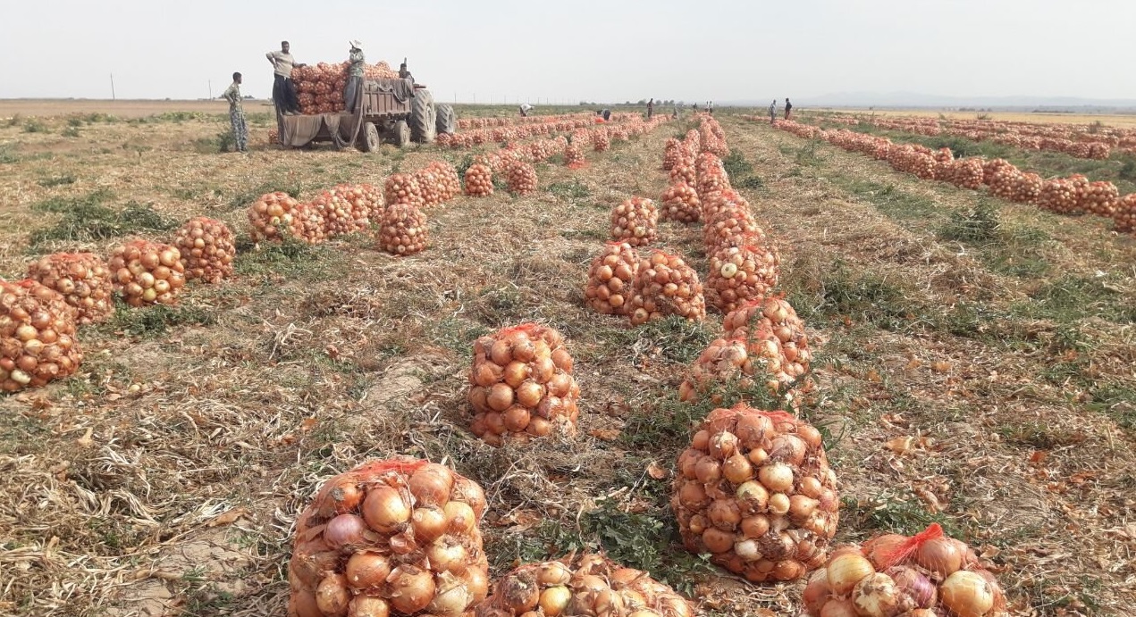 آغاز برداشت پیاز در میامی