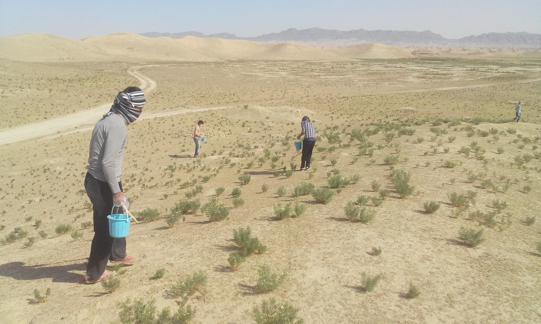 اجرایی شدن طرح کنترل موش صحرایی در بیابانهای استان