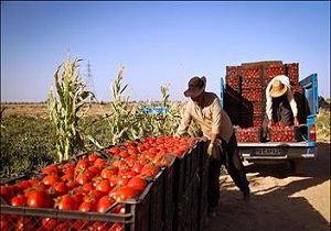 پرداخت ۶۰ میلیارد تومان از مطالبات گوجه کاران استان کرمانشاه