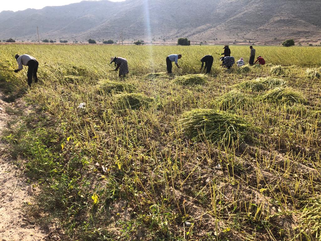 برداشت کنجد از مزارع جنوب فارس