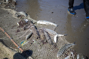 صید ۳۰۰تن ماهی استخوانی در مازندران
